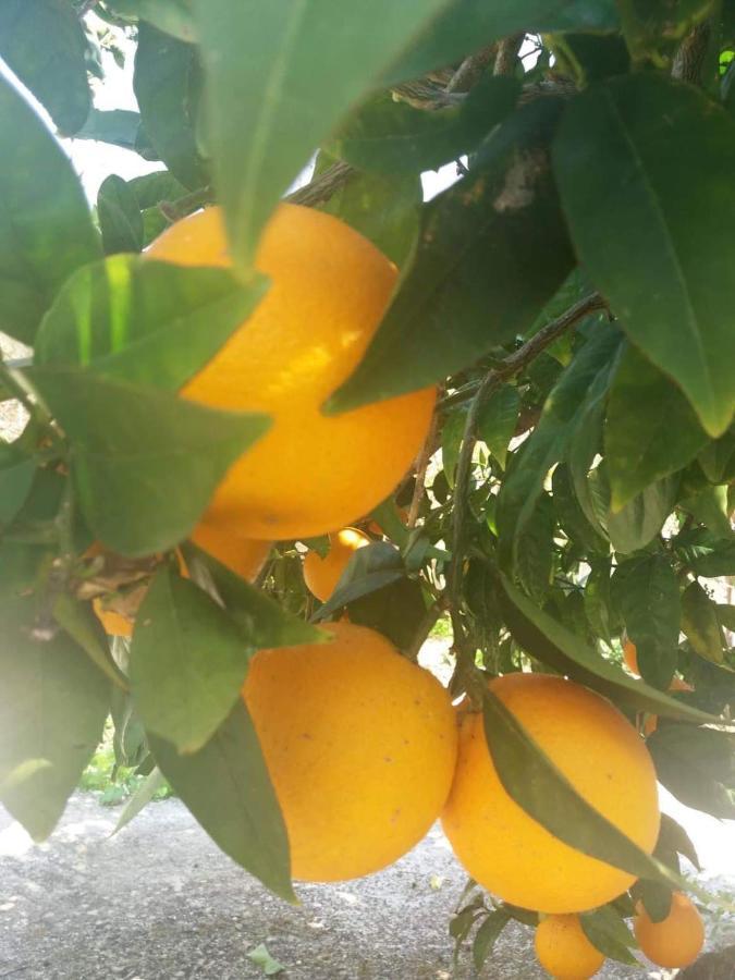 Lemon Tree Cottage Финикунда Екстериор снимка